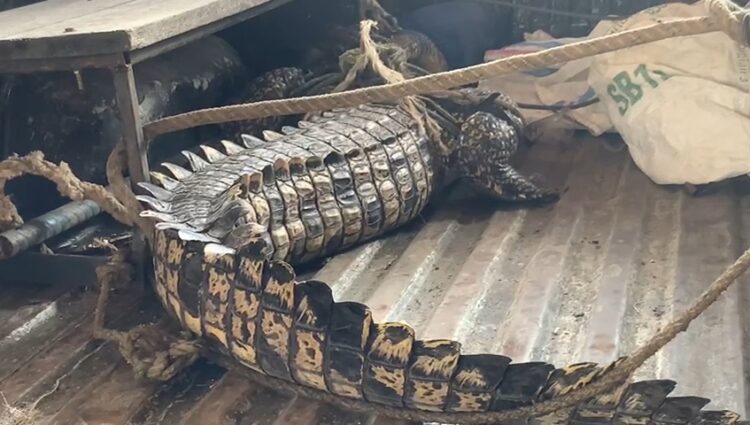 Soal Kemunculan Buaya di Parit, BKSDA Tarakan Sebut Habitatnya Terganggu