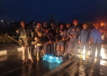 Ular piton raksasa berhasil ditangkap petugas PMK Kota Tarakan (Foto: Istimewa)