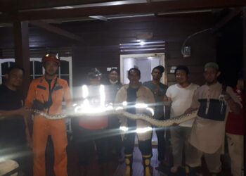 Penampakan ular piton yang ditangkap petugas PMK Tarakan