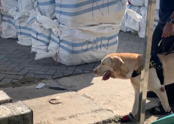 Aksi anjing K9 Bea Cukai memeriksa ballpress kontainer yang diduga milik HSB (Foto: Rizky/CAKRANEWS)