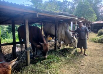 Penjual sapi Pak Soleh