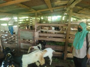 Penjual kambing Pak Saril