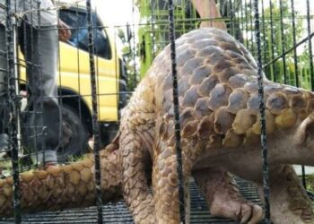 Tim Gakkum KLHK Sumut Tangkap Tiga Penjual Organ Tubuh Satwa Langka