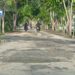 Banyak Jalan Rusak di Selimau, Seorang Emak Kerap Terjatuh saat Antar Anaknya