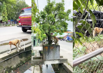 Cuma Ada di Tarakan, Bekantan “Pesiar” di Dalam Kota