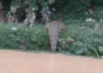 Innalillahi! Warga Tanah Merah Hilang Disikat Buaya di Tambak, Ini Identitasnya