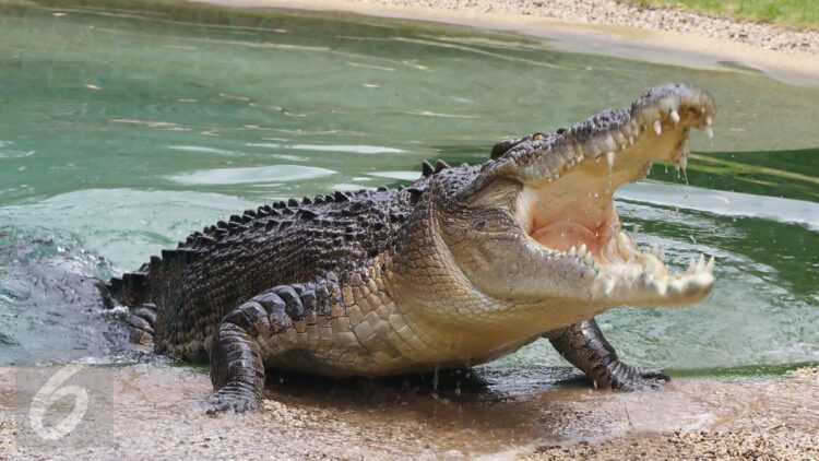 Innalillahi! Warga Tanah Merah Hilang Disikat Buaya di Tambak, Ini Identitasnya