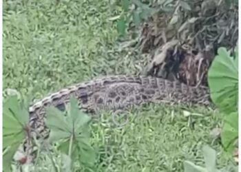 Tangkapan layar kemunculan buaya di Jalan Cahaya Baru, RT 4, Kelurahan Karang Harapan, (Sumber: Facebook Mangihut Sinaga)