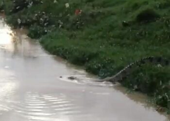 Tangkapan layar kemunculan buaya di Jalan Cahaya Baru, RT 4, Kelurahan Karang Harapan, (Sumber: Facebook Mangihut Sinaga)