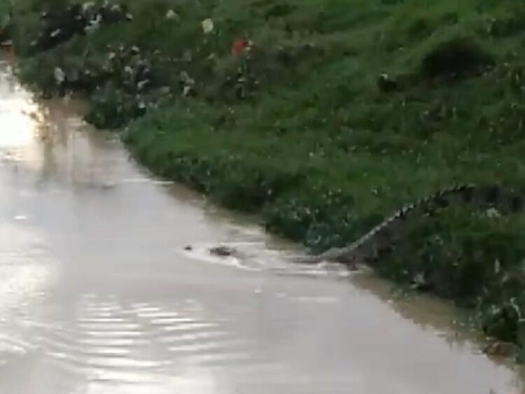 Tangkapan layar kemunculan buaya di Jalan Cahaya Baru, RT 4, Kelurahan Karang Harapan, (Sumber: Facebook Mangihut Sinaga)