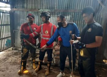 Petugas PMK Animal Rescue Mengevakusi Ular Welang di Dinding Kamar Warga