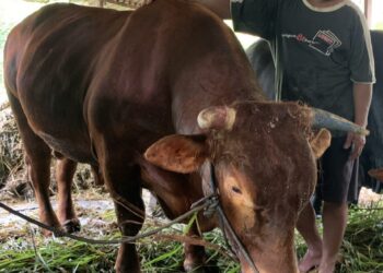 Danurekso Namanya, Sapi Pilihan Jokowi di Tarakan yang Harganya Bikin Jantungan