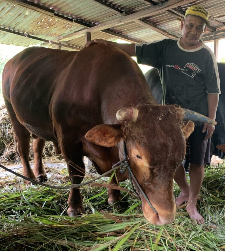 Danurekso Namanya, Sapi Pilihan Jokowi di Tarakan yang Harganya Bikin Jantungan