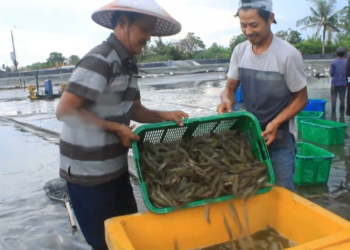 Elegi Nasib “Anak Tiri” Zainal Paliwang – Yansen TP
