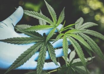 BNN: Tidak Ada Pembahasan Legalisasi Ganja di Indonesia!