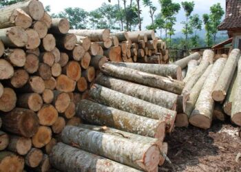Apa Solusi Kelangkaan Kayu yang Parah di Tarakan?