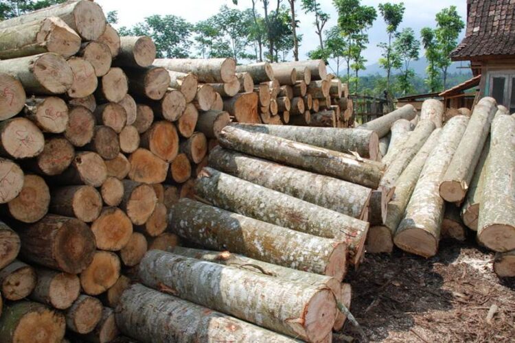 Apa Solusi Kelangkaan Kayu yang Parah di Tarakan?