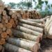 Apa Solusi Kelangkaan Kayu yang Parah di Tarakan?