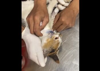 Biadab! Tak Puas Menyiksa, Tukang Tambal Ban Ini Sodomi Kucing sampai Sekarat