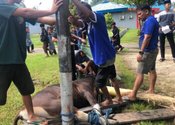 Lapas Tarakan Rayakan Idul Adha dengan Sholat dan Pemotongan Hewan Kurban