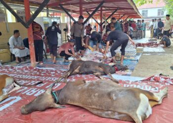 Pemkab Serahkan Satu Ekor Sapi ke Polres Nunukan
