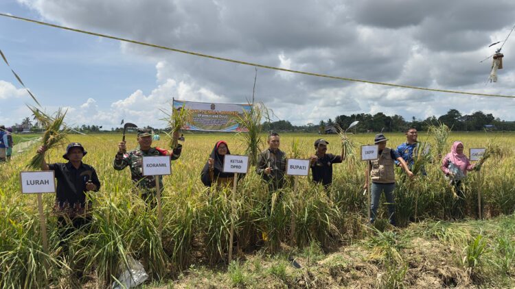 Pemkab Nunukan bersama Kelompok Tani Panen Padi