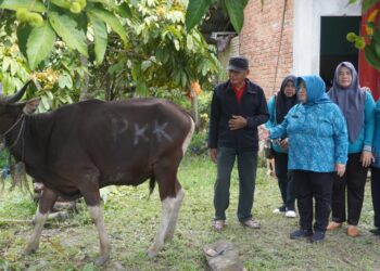 TP PKK Nunukan Salurkan 1 Ekor Sapi Kurban ke Desa Binusan