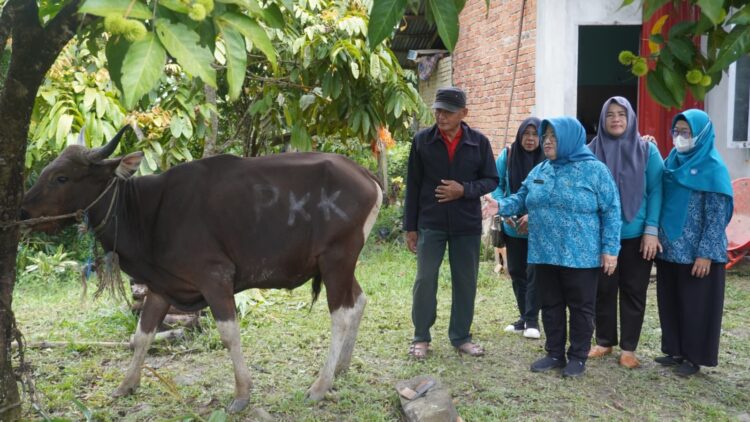 TP PKK Nunukan Salurkan 1 Ekor Sapi Kurban ke Desa Binusan