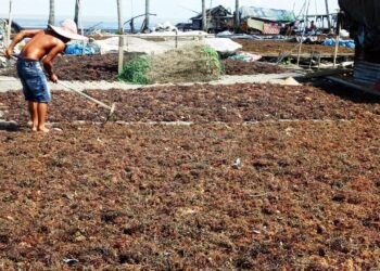 Marak Pencurian Rumput Laut Bikin Warga Tanjung Batu Tarakan Resah