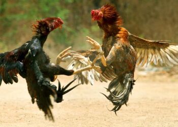 Di Filipina Sabung Ayam Digelar Online, Presiden Duterte sampai Ngamuk