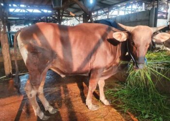 Ribuan Sapi-Kambing Masuk Kaltara dari Sulawesi, Yakin Tuh Bebas PMK?