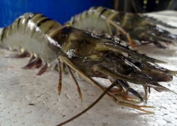 Tindakan Pemprov Kaltara atas Harga Udang yang Ambruk